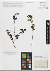 Foto von Salix myrsinifolia Salisb.